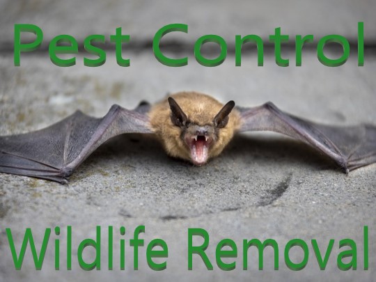 pest control wildlife removal