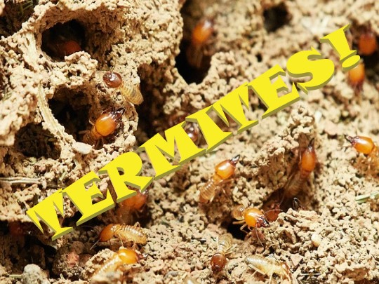 termites termite treatment