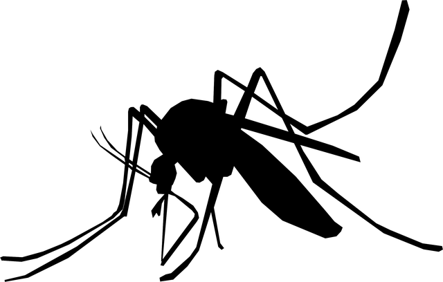 mosquito