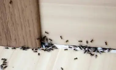 exterminator