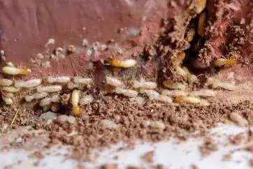 termite treatment