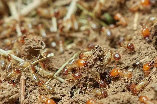 termites treatment