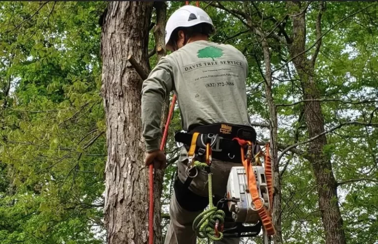 Tree Service in Montgomery, TX