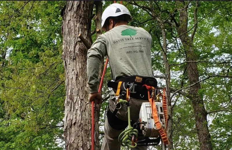 Tree Service in Montgomery, TX