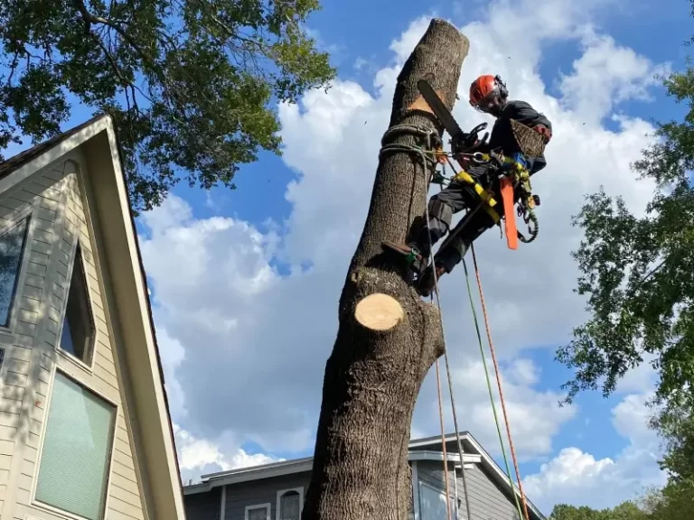 Certified arborist using safety gear to trim tree branches.