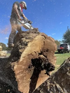 stump grinding