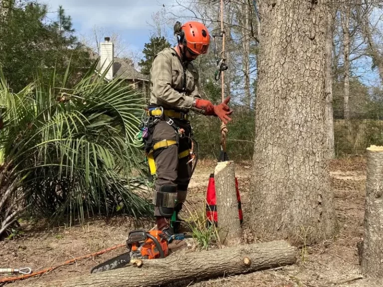 Arborist using chainsaw to cut tree trunk at ground level.