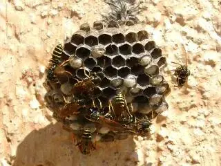 montgomery pest control exterminator (42)