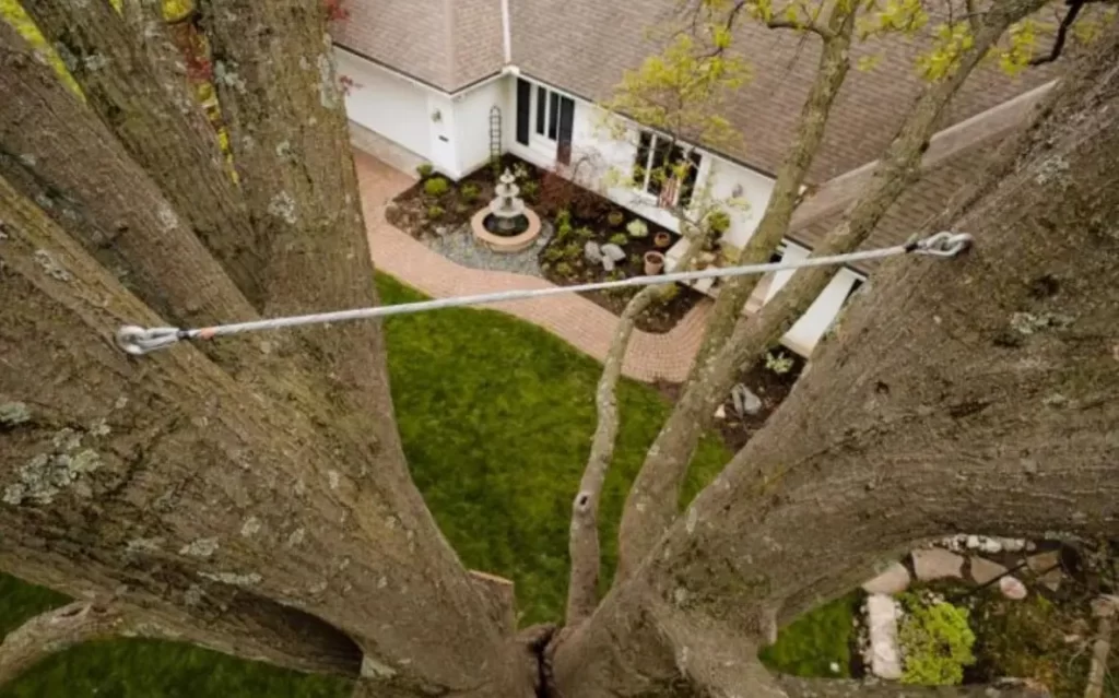 canopy cabling tree bracing in montgomery tx